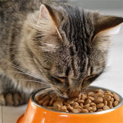Funkčné krmivo pre mačky